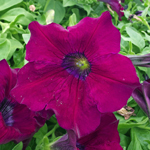 Petunia Surfinia Burgundy